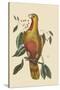 Parrot of Paradise of Cuba-Mark Catesby-Stretched Canvas