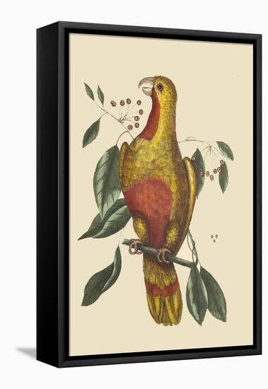 Parrot of Paradise of Cuba-Mark Catesby-Framed Stretched Canvas