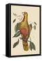 Parrot of Paradise of Cuba-Mark Catesby-Framed Stretched Canvas