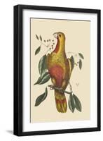 Parrot of Paradise of Cuba-Mark Catesby-Framed Art Print