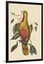 Parrot of Paradise of Cuba-Mark Catesby-Framed Art Print