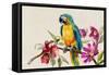 Parrot on Branch-Jacob Q Pearce-Framed Stretched Canvas