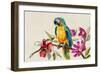 Parrot on Branch-Jacob Q Pearce-Framed Art Print
