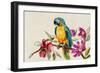 Parrot on Branch-Jacob Q Pearce-Framed Art Print