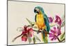 Parrot on Branch-Jacob Q Pearce-Mounted Art Print