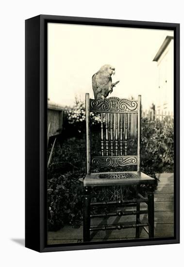 Parrot on Chair Back-null-Framed Stretched Canvas