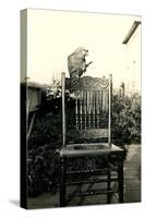 Parrot on Chair Back-null-Stretched Canvas