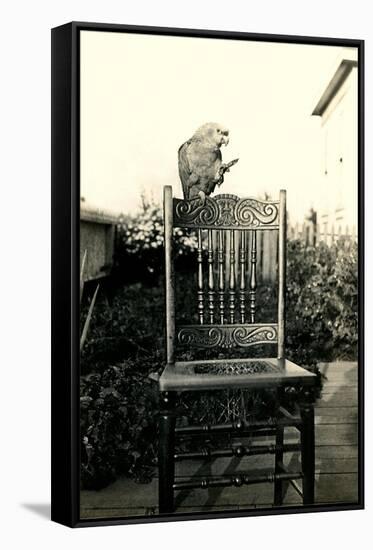 Parrot on Chair Back-null-Framed Stretched Canvas