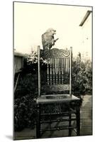 Parrot on Chair Back-null-Mounted Art Print