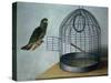 Parrot Outside His Cage-Cornelis Biltius-Stretched Canvas
