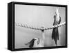 Parrot Perched on Rope, Cat Below-null-Framed Stretched Canvas