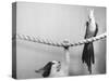 Parrot Perched on Rope, Cat Below-null-Stretched Canvas