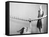 Parrot Perched on Rope, Cat Below-null-Framed Stretched Canvas