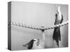 Parrot Perched on Rope, Cat Below-null-Stretched Canvas