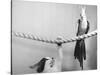 Parrot Perched on Rope, Cat Below-null-Stretched Canvas