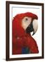 Parrot Profile - Pure-Staffan Widstrand-Framed Giclee Print