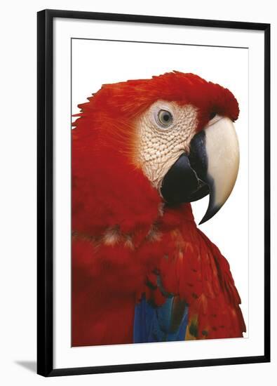 Parrot Profile - Pure-Staffan Widstrand-Framed Giclee Print