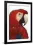 Parrot Profile - Pure-Staffan Widstrand-Framed Giclee Print