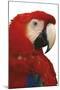 Parrot Profile - Pure-Staffan Widstrand-Mounted Giclee Print