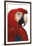 Parrot Profile - Pure-Staffan Widstrand-Framed Giclee Print