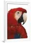 Parrot Profile - Pure-Staffan Widstrand-Framed Giclee Print