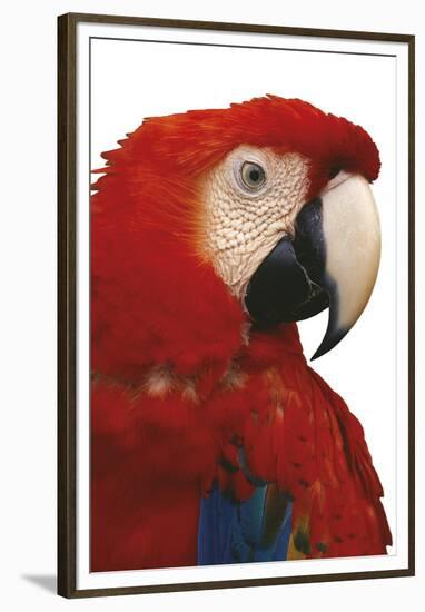 Parrot Profile - Pure-Staffan Widstrand-Framed Giclee Print
