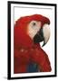 Parrot Profile - Pure-Staffan Widstrand-Framed Giclee Print