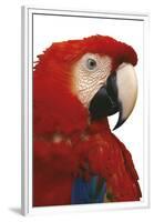 Parrot Profile - Pure-Staffan Widstrand-Framed Giclee Print