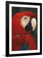 Parrot Profile-Staffan Widstrand-Framed Giclee Print