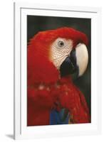 Parrot Profile-Staffan Widstrand-Framed Giclee Print