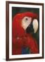 Parrot Profile-Staffan Widstrand-Framed Giclee Print