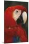 Parrot Profile-Staffan Widstrand-Mounted Giclee Print