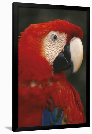 Parrot Profile-Staffan Widstrand-Framed Giclee Print