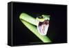 Parrot Snake Mouth Open-null-Framed Stretched Canvas