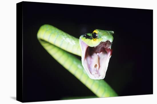 Parrot Snake Mouth Open-null-Stretched Canvas
