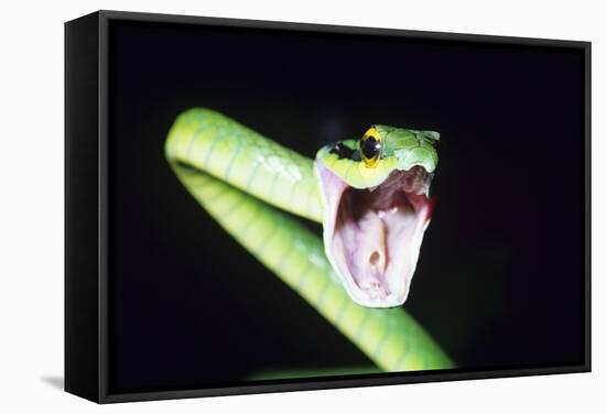 Parrot Snake Mouth Open-null-Framed Stretched Canvas