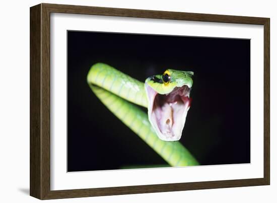 Parrot Snake Mouth Open-null-Framed Photographic Print