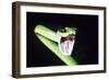 Parrot Snake Mouth Open-null-Framed Photographic Print