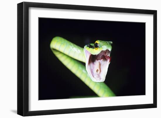 Parrot Snake Mouth Open-null-Framed Photographic Print