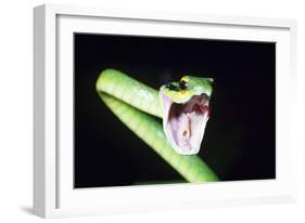 Parrot Snake Mouth Open-null-Framed Photographic Print