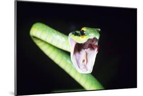 Parrot Snake Mouth Open-null-Mounted Photographic Print