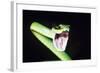 Parrot Snake Mouth Open-null-Framed Photographic Print