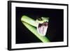 Parrot Snake Mouth Open-null-Framed Photographic Print