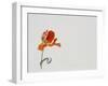 Parrot Tulip, 1999-Rebecca John-Framed Giclee Print