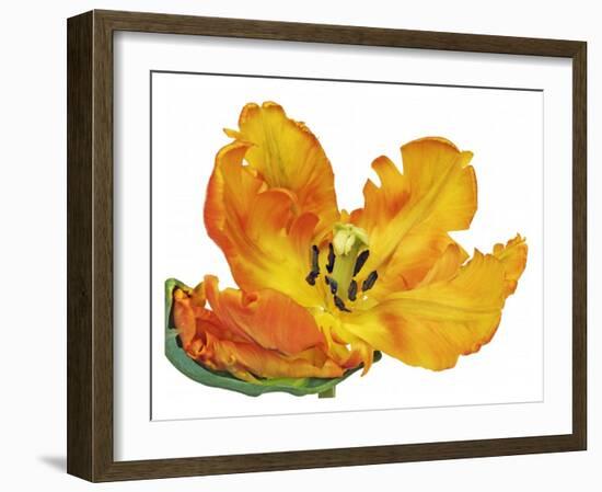 Parrot tulip close-up-Frank Krahmer-Framed Giclee Print