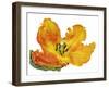 Parrot tulip close-up-Frank Krahmer-Framed Giclee Print