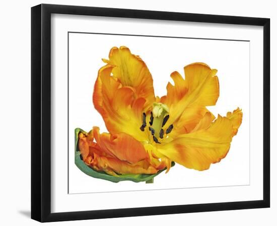 Parrot tulip close-up-Frank Krahmer-Framed Giclee Print