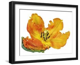 Parrot tulip close-up-Frank Krahmer-Framed Giclee Print