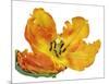 Parrot tulip close-up-Frank Krahmer-Mounted Giclee Print