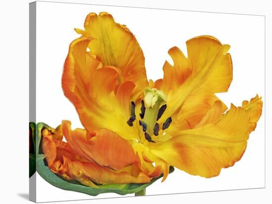 Parrot tulip close-up-Frank Krahmer-Stretched Canvas